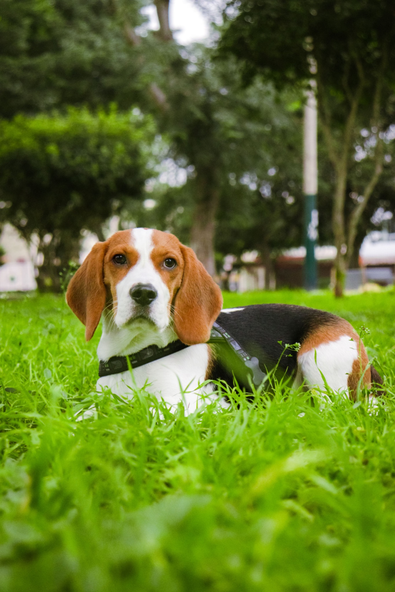Beagle