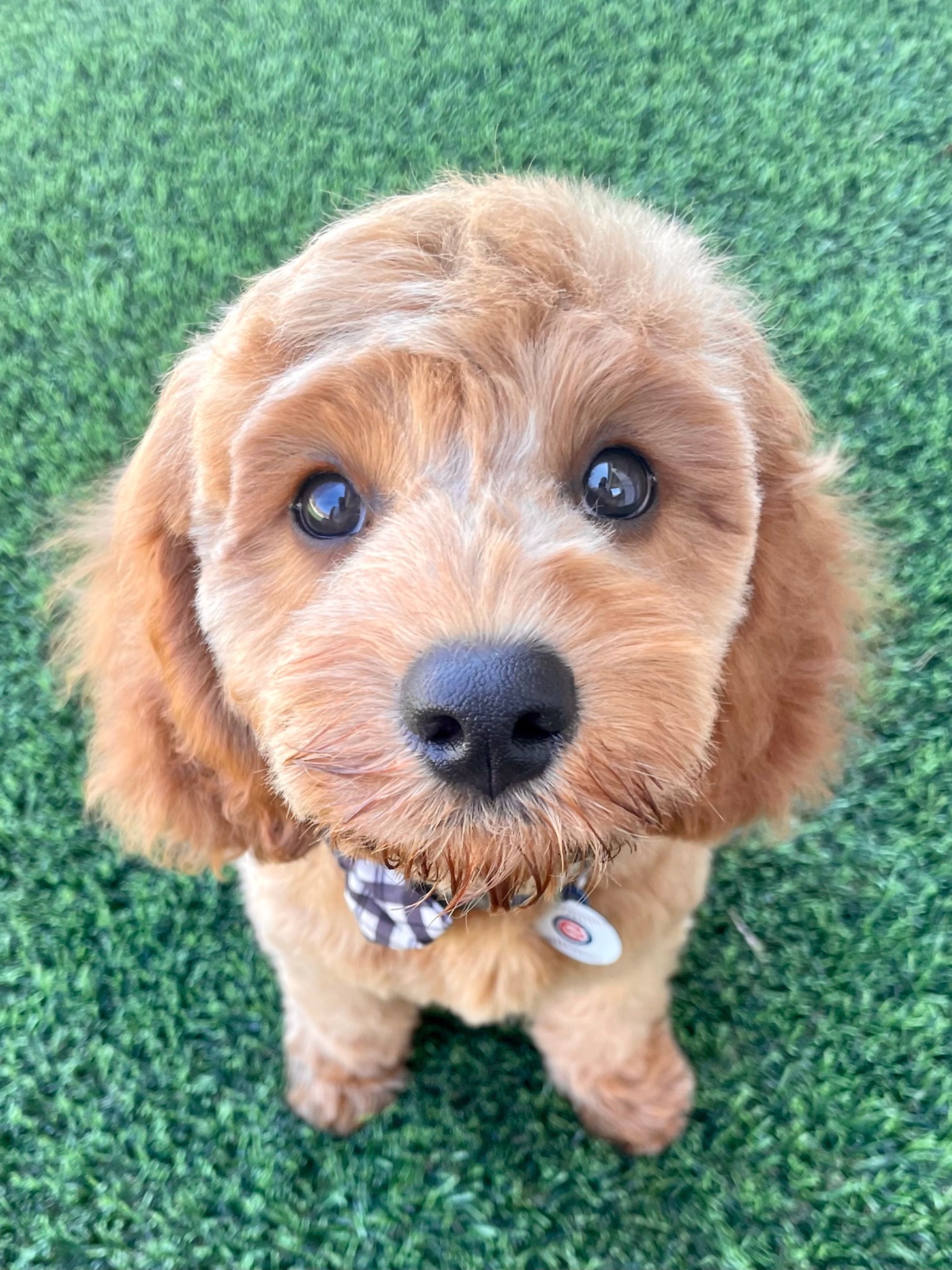 Cavoodle