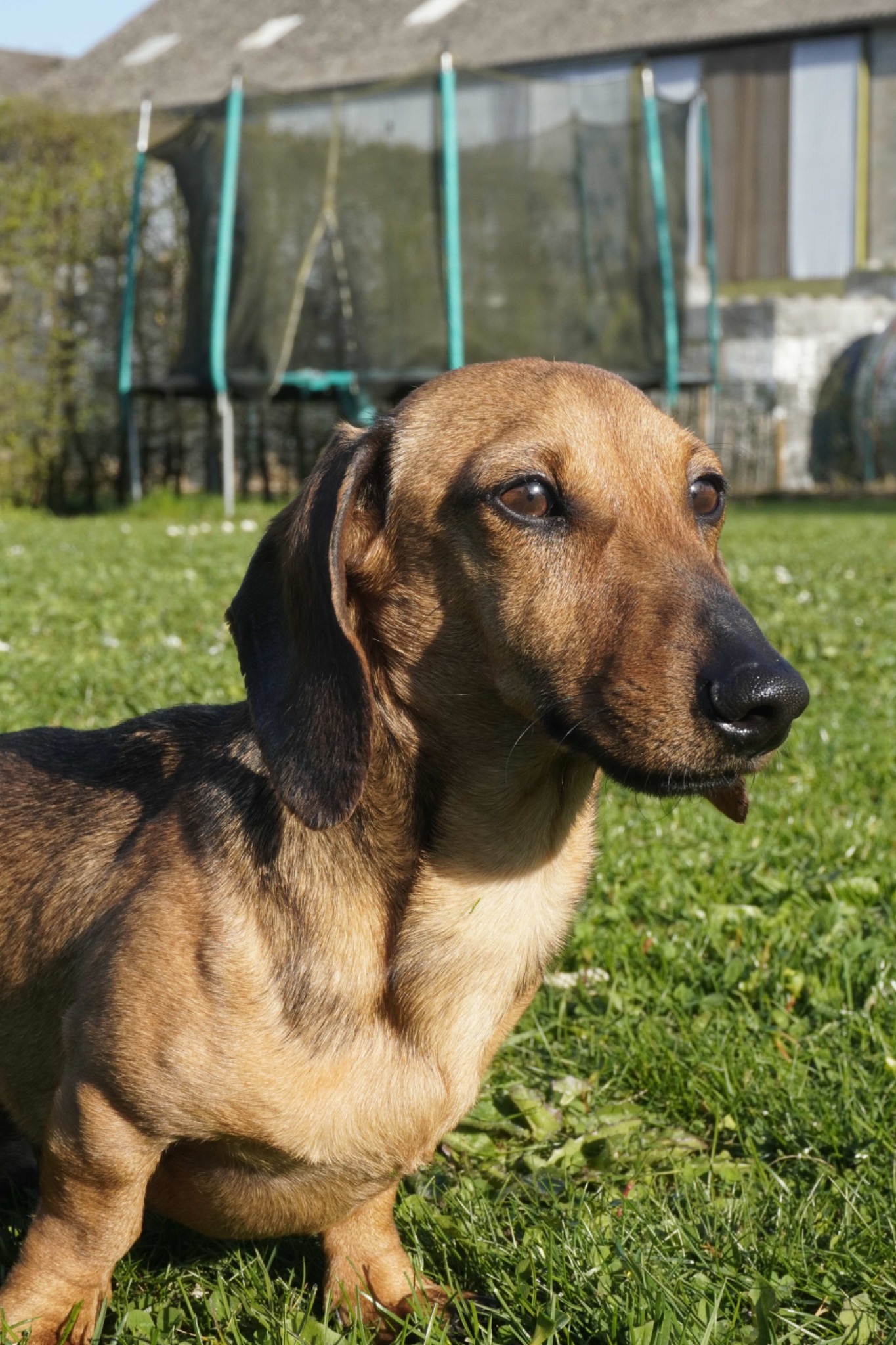 Dachshund