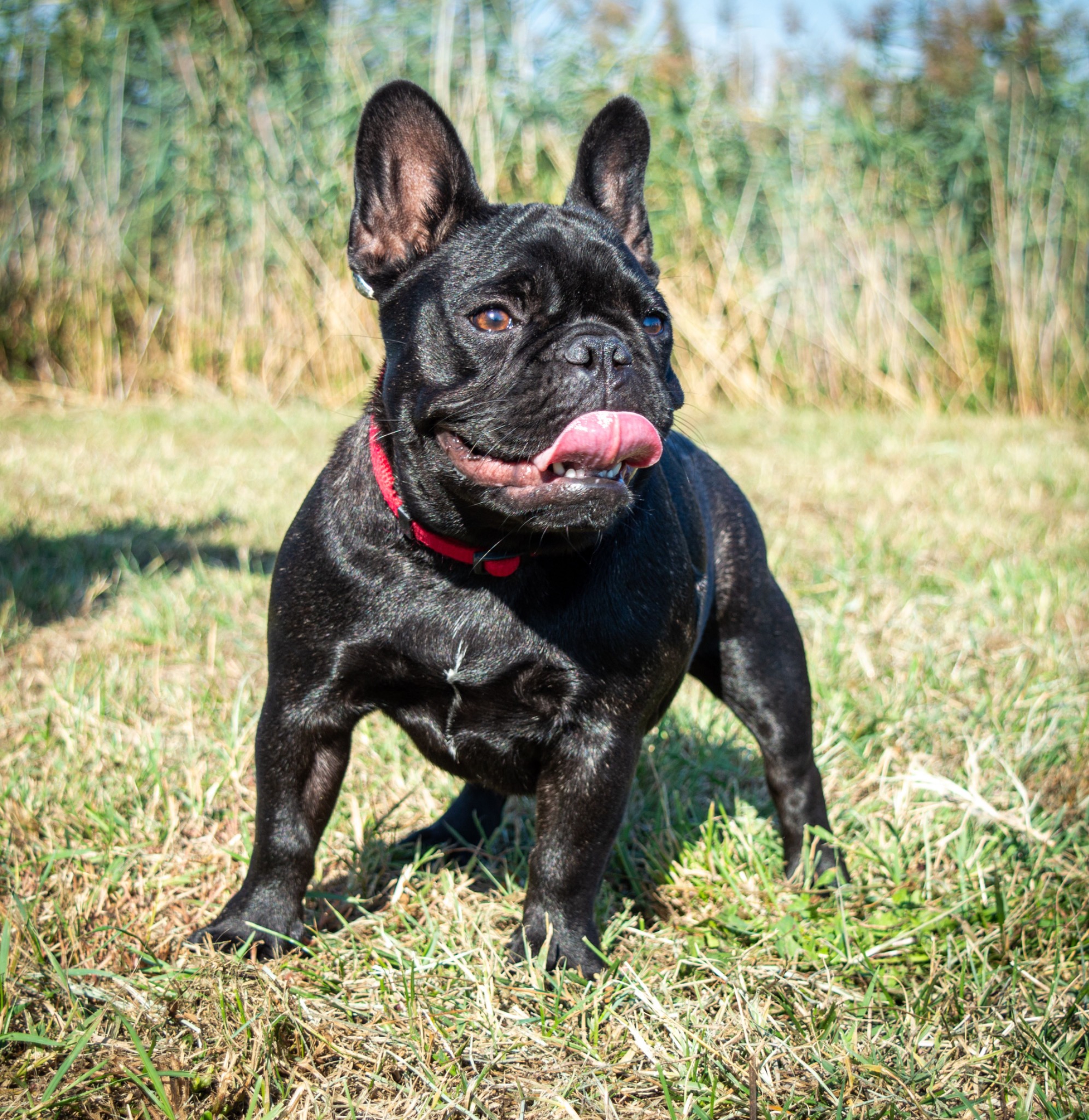French Bulldog