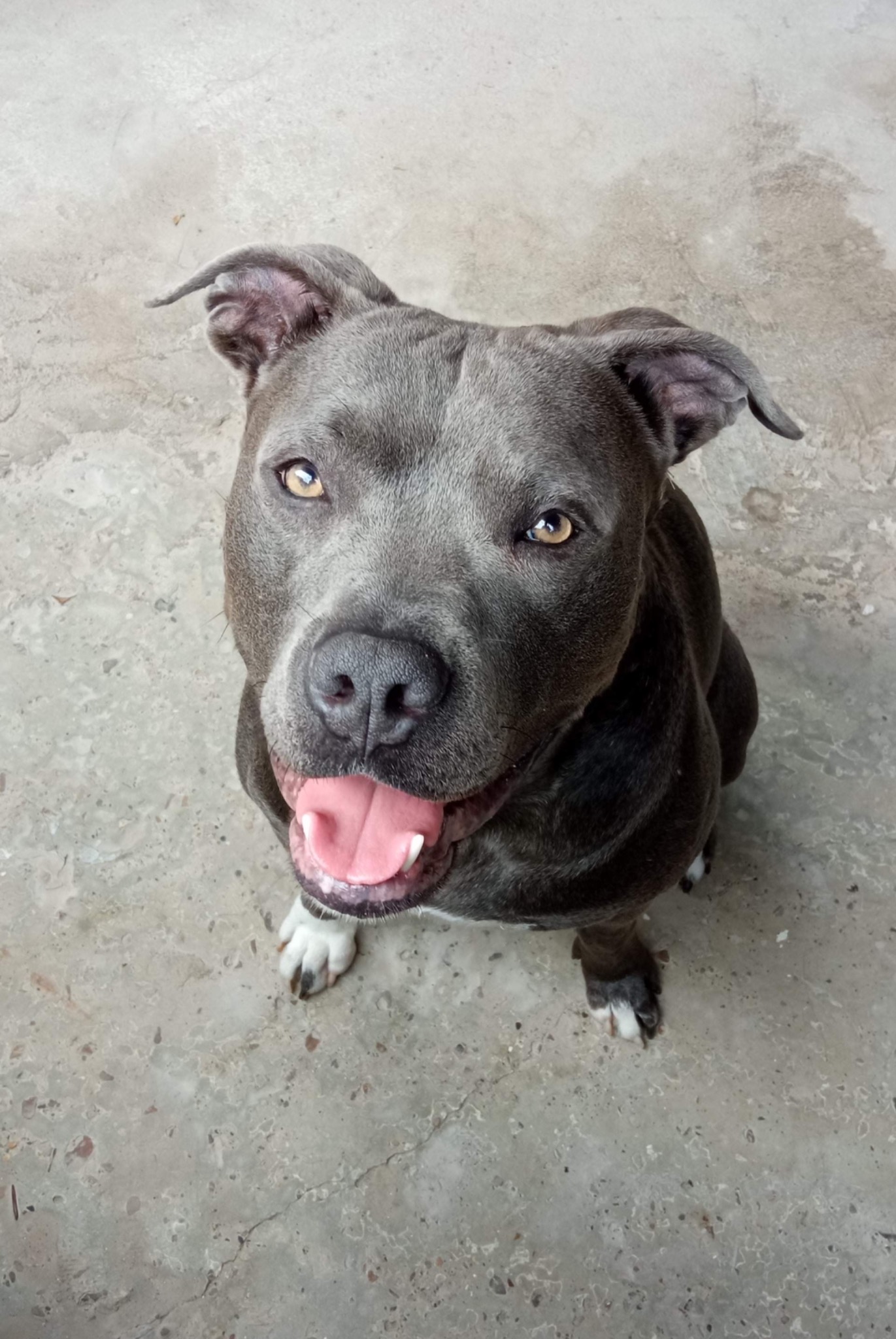 Staffordshire Bull Terrier