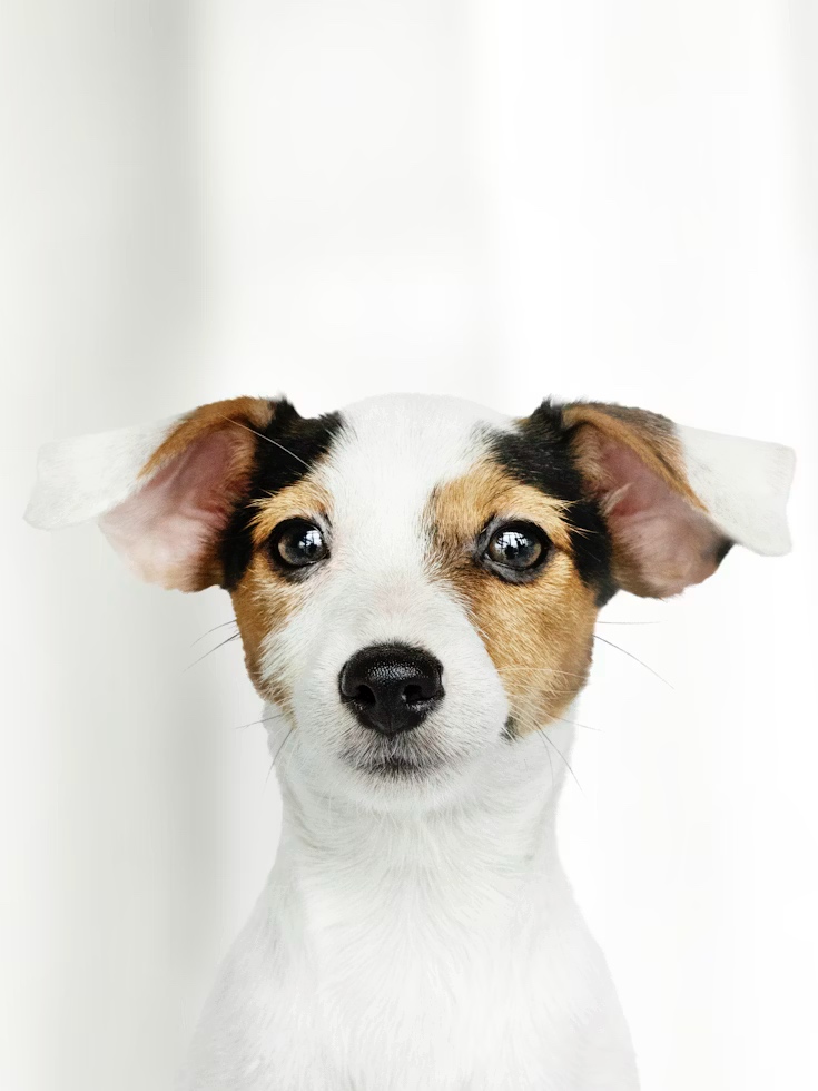 Adoption Stories